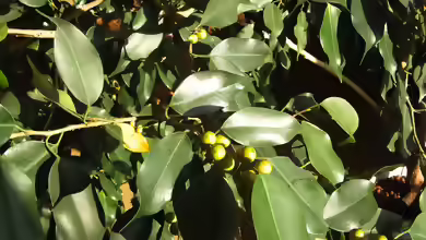 Ficus benjamina im Terrarium