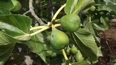 Ficus carica im Garten pflanzen