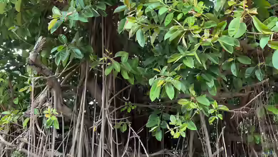 Ficus elastica im Garten pflanzen