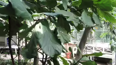 Ficus lyrata im Garten pflanzen