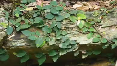 Ficus pumila Hydrokultur - Ein umfassender Leitfaden