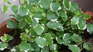 Ficus pumila im Terrarium