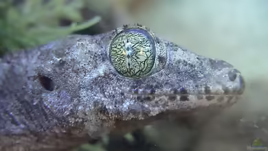 Fidschi-Riesengecko: Gehyra vorax im Terrarium halten