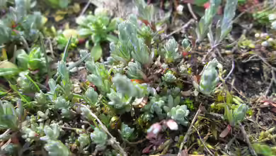 Filago arvensis im Garten pflanzen