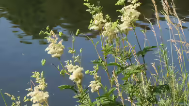 Filipendula ulmaria am Gartenteich pflegen