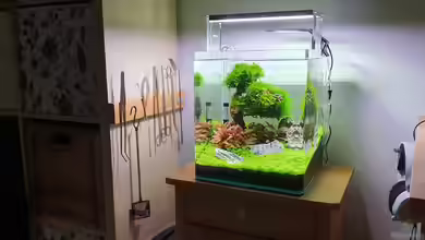 Filterung in kleinen Aquarien - Wie Technik, Biologie und Praxis perfekt zusammenspielen