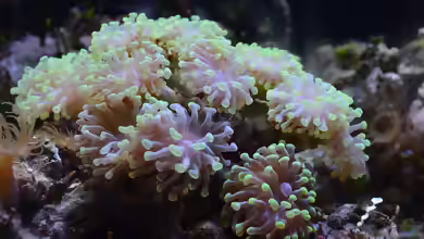 Fimbriaphyllia ancora im Aquarium halten