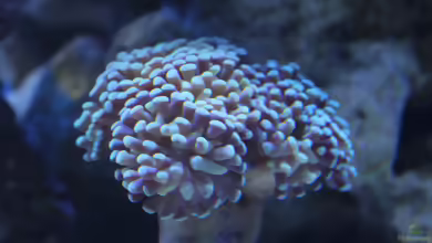 Fimbriaphyllia paraancora im Aquarium halten