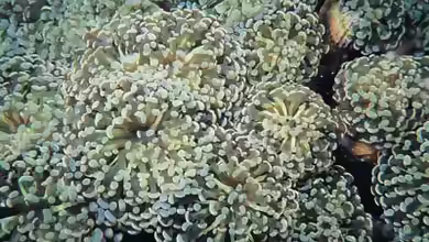 Fimbriaphyllia paradivisa im Aquarium halten