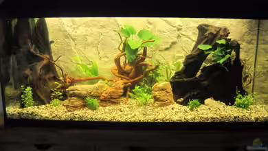 Fischbunker von Markus 03