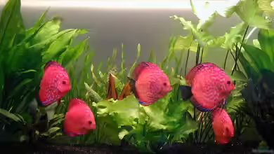 Fische für das Aquarium kaufen