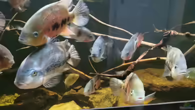 Fische im Aquarium nachbesetzen: Was tun und was lassen?