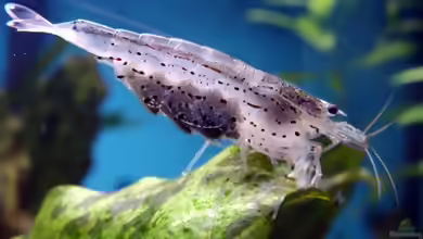 Fische im Focus ab sofort freigeschaltet