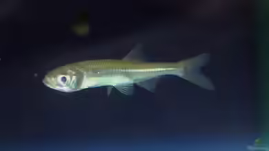 Fische im Gartenteich – Welche Arten passen in den naturnahen Teich?