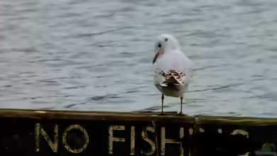 Fische nicht mehr erwünscht - Was tun?