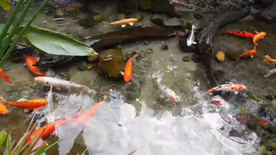 Fische und Amphibien im Gartenteich: Ein Miteinander mit Rückzugszonen