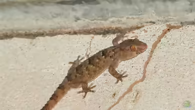Fischers Dickfingergecko: Chondrodactylus laevigatus im Terrarium halten