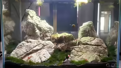 Fissidens Scape von Sven-0.