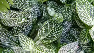 Fittonia im Terrarium
