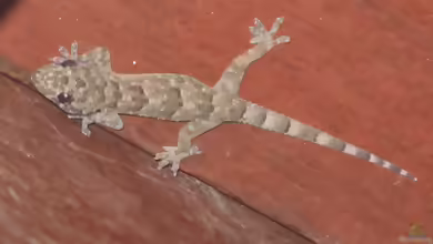 Flachkopf-Blattfingergecko: Hemidactylus platycephalus im Terrarium halten