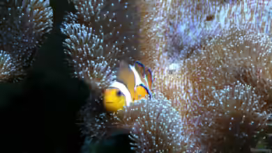 Flev´s MeWa Tank von Flevus