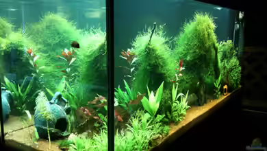 Flev´s SüWa Tank -> Mooswald von Flevus