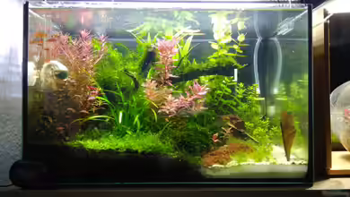 Floatglas in der Aquaristik - Eigenschaften, Herstellung und Bedeutung