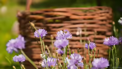Flockenblumen Centaurea - robuste Blütenstauden für naturnahe und farbenfrohe Gärten