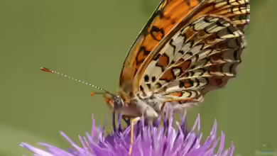 Flockenblumen-Scheckenfalter im Garten