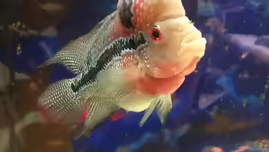 Flowerhorn im Aquarium halten