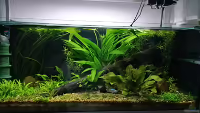 Flussufer im Amazonasgebiet von Fichte