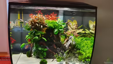 Fluval Aquascaping von Eugenio Bravo