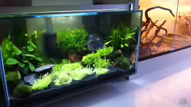 Fluval Edge von Thomas Limberg