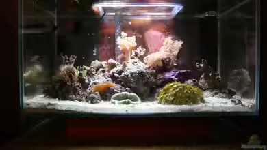 Fluval Nanoriff von Stalker