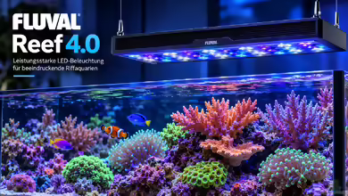 Fluval Reef 4.0 – Moderne LED-Beleuchtung für anspruchsvolle Meerwasseraquarien