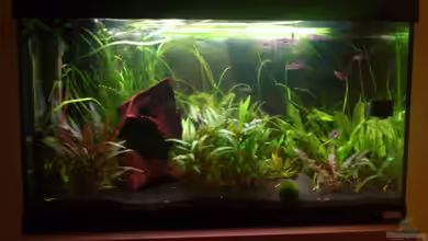 Fluval Roma von aqua rist