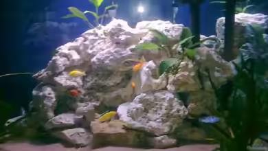 Fluval Venezia Eckaquarium von Malawi0611