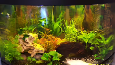 Fluval Venezia von basshammer