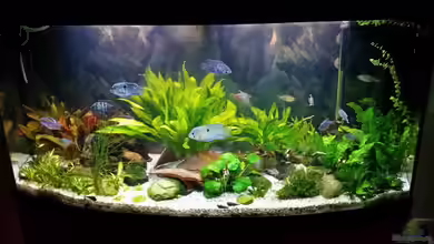 Fluval Vicenza 260 von Olebambole