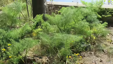 Foeniculum vulgare am Gartenteich