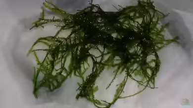 Fontinalis antipyretica am Gartenteich