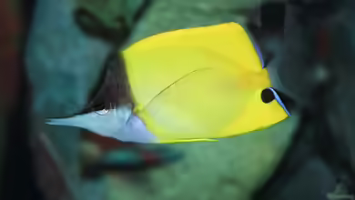 Forcipiger flavissimus im Aquarium halten