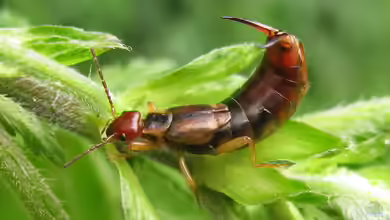 Forficula auricularia im Gartenteich