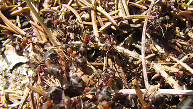 Formica rufa im Garten