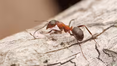 Formica sanguinea im Garten