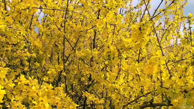 Forsythia europaea im Garten pflanzen