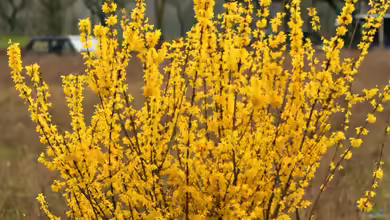 Forsythia viridissima im Garten pflanzen