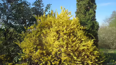 Forsythia x intermedia im Garten pflanzen