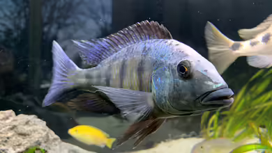 Fossorochromis rostratus im Aquarium halten