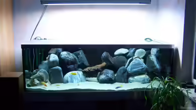 Frank`s Malawi von Frank Wissner